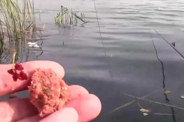 黄尾鱼吃不吃玉米，垂钓时可使用玉米粒等自然饵