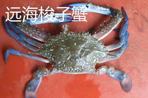梭子蟹有哪些品种，常见的有三疣梭子蟹、红星梭子蟹等