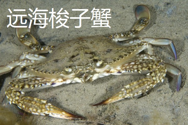 梭子蟹有哪些品种，常见的有三疣梭子蟹、红星梭子蟹等
