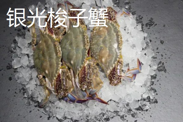 梭子蟹有哪些品种，常见的有三疣梭子蟹、红星梭子蟹等