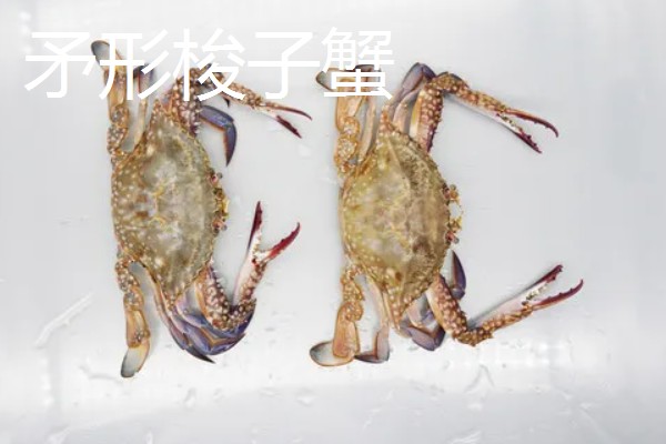 梭子蟹有哪些品种，常见的有三疣梭子蟹、红星梭子蟹等