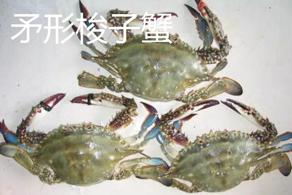 梭子蟹有哪些品种，常见的有三疣梭子蟹、红星梭子蟹等