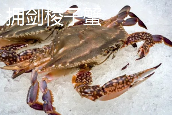 梭子蟹有哪些品种，常见的有三疣梭子蟹、红星梭子蟹等