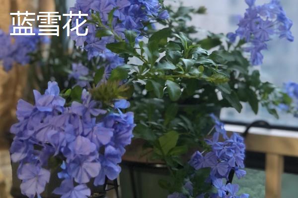 开蓝色花的花卉品种，有蓝雪花、绣球花等