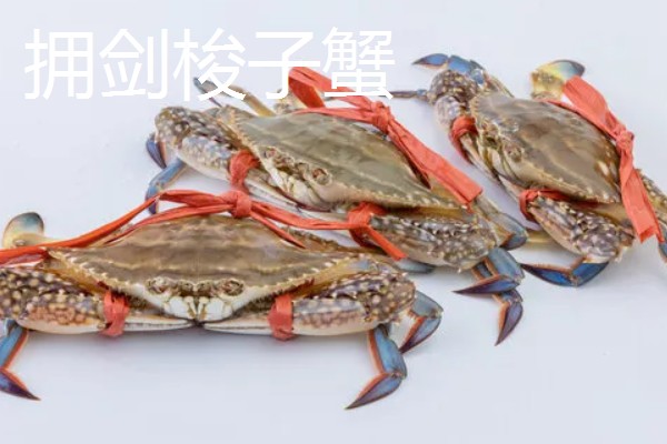梭子蟹有哪些品种，常见的有三疣梭子蟹、红星梭子蟹等