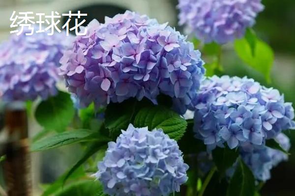 开蓝色花的花卉品种，有蓝雪花、绣球花等