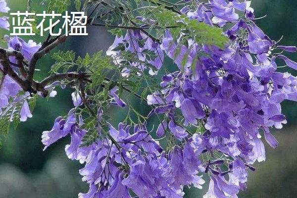 开蓝色花的花卉品种，有蓝雪花、绣球花等