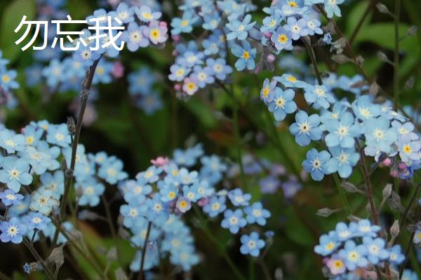 开蓝色花的花卉品种，有蓝雪花、绣球花等