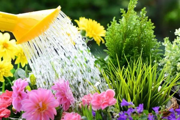 开蓝色花的花卉品种，有蓝雪花、绣球花等