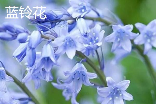 开蓝色花的花卉品种，有蓝雪花、绣球花等
