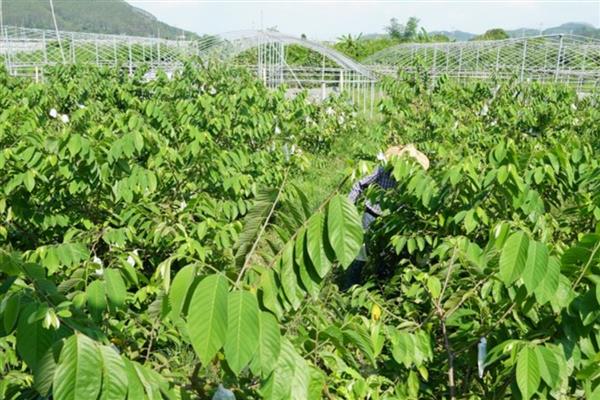 释迦果的种植方法，3月份左右进行