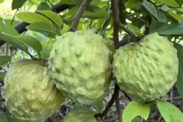 释迦果的种植方法，3月份左右进行