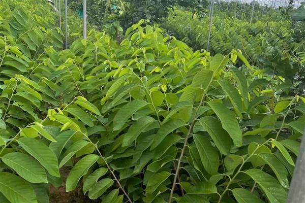 释迦果的种植方法，3月份左右进行
