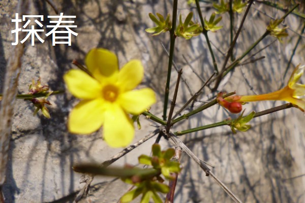 迎春花有什么特点，枝条呈拱形下垂、叶片呈卵形或椭圆形