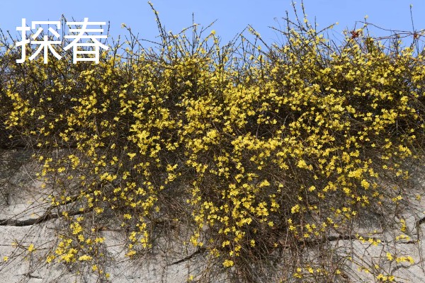 迎春花有什么特点，枝条呈拱形下垂、叶片呈卵形或椭圆形