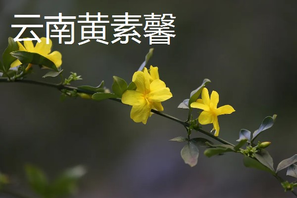 迎春花有什么特点，枝条呈拱形下垂、叶片呈卵形或椭圆形