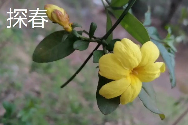 迎春花有什么特点，枝条呈拱形下垂、叶片呈卵形或椭圆形