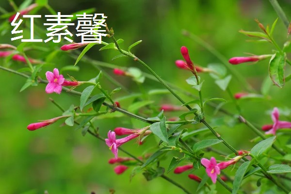 迎春花有什么特点，枝条呈拱形下垂、叶片呈卵形或椭圆形