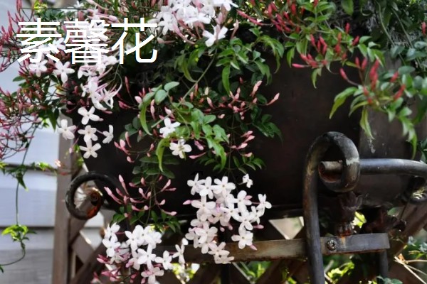 迎春花有什么特点，枝条呈拱形下垂、叶片呈卵形或椭圆形