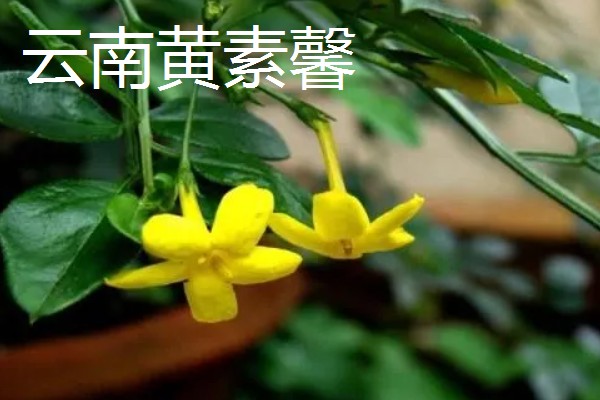 迎春花有什么特点，枝条呈拱形下垂、叶片呈卵形或椭圆形