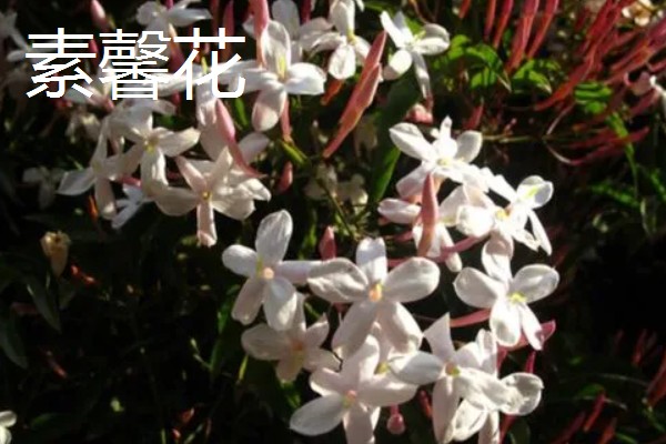 迎春花有什么特点，枝条呈拱形下垂、叶片呈卵形或椭圆形