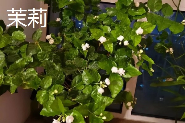 迎春花有什么特点，枝条呈拱形下垂、叶片呈卵形或椭圆形