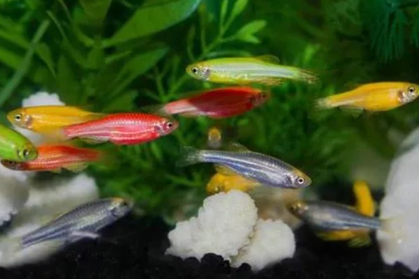 月光斑马鱼好不好养，养殖难度不大