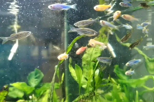 月光斑马鱼好不好养，养殖难度不大