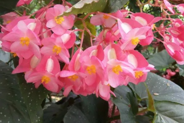 秋海棠花的寓意，寓意富贵满堂、游子思乡等