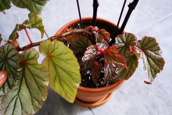 秋海棠花的寓意，寓意富贵满堂、游子思乡等