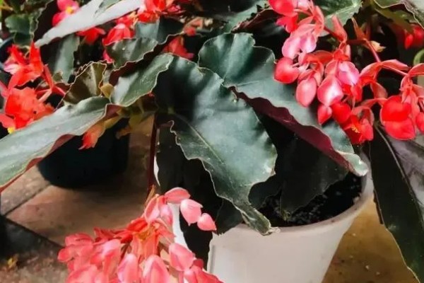 秋海棠花的寓意，寓意富贵满堂、游子思乡等