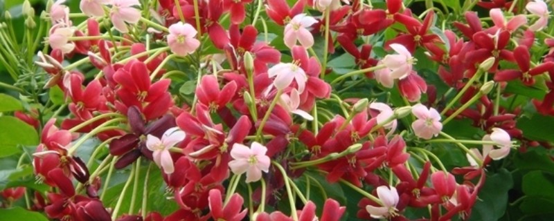 使君子的花语，寓意身体健康