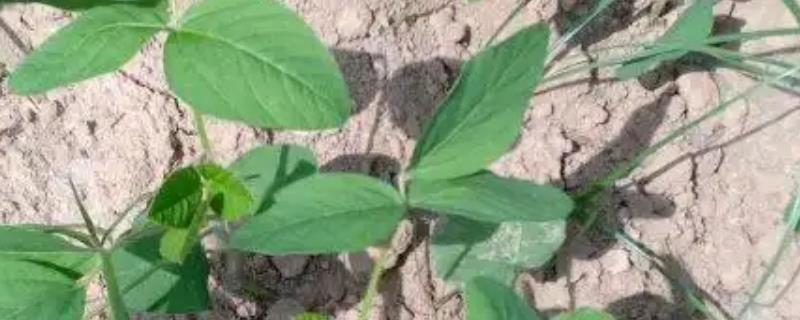 大豆田里面有什么杂草，稗草、狗尾草、牛筋草等品种很常见