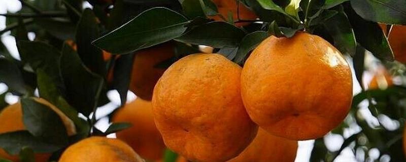 江西省全南县的特产，有笑枣、全南椪柑等