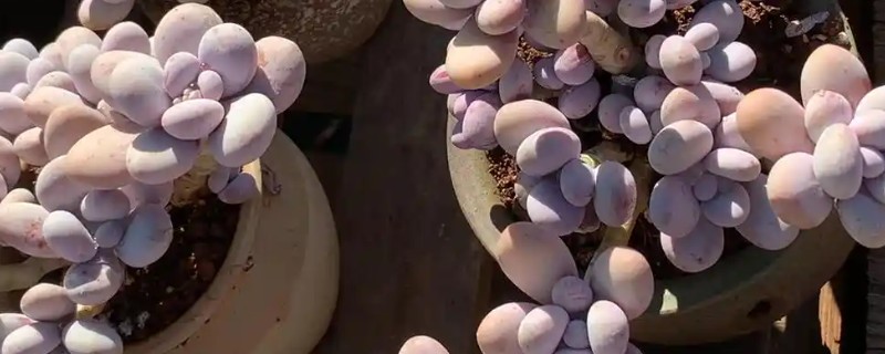 怎么养殖奶酪多肉，生长季节每隔20天追施一次液肥