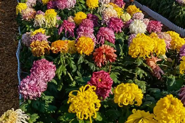 菊花花期的养护方法，遵循见干见湿原则浇水