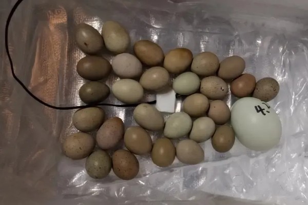 芦丁鸡种蛋能放多久，可以放5-10天左右