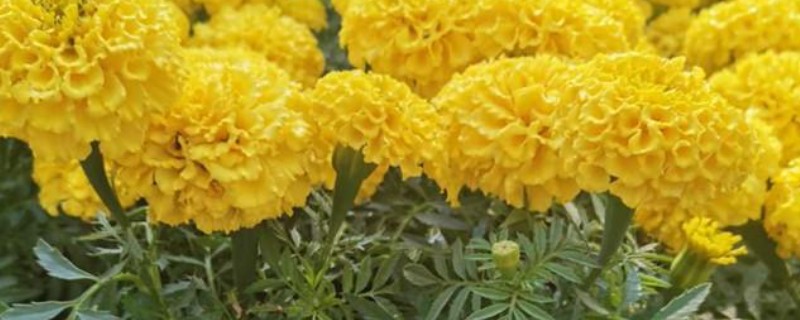 万寿菊的种植要求，南方四季均可播种