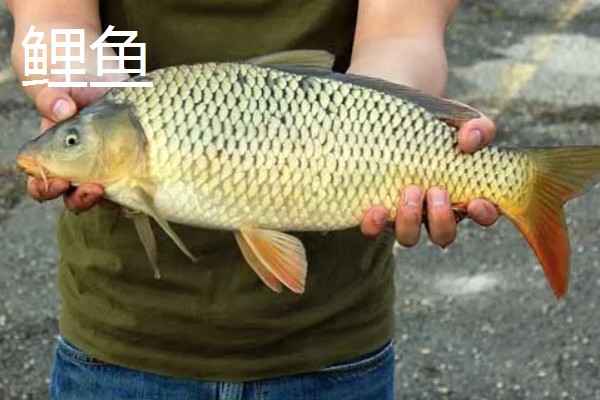 鲤鱼是不是草鱼，二者不是同一种鱼