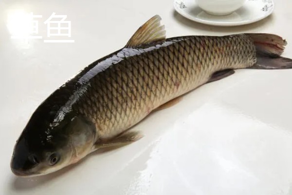 鲤鱼是不是草鱼，二者不是同一种鱼