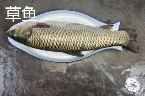 鲤鱼是不是草鱼，二者不是同一种鱼