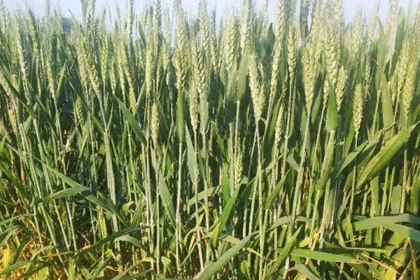 秦农578小麦品种简介，全生育期为216天左右