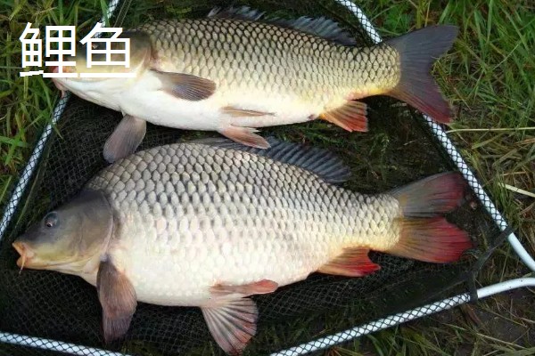 鲤鱼是不是草鱼，二者不是同一种鱼