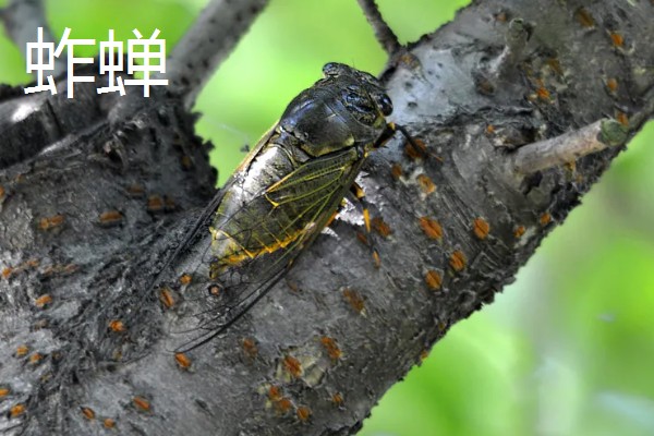 蝉和知了的区别是什么，二者没有区别