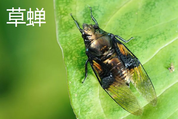 蝉和知了的区别是什么，二者没有区别