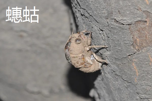 蝉和知了的区别是什么，二者没有区别