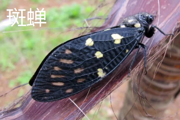 蝉和知了的区别是什么，二者没有区别