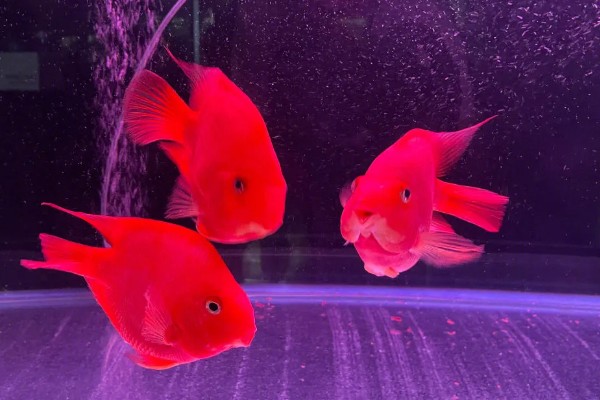 红鹦鹉鱼好不好养，最好投喂专用的饲料