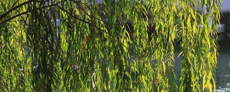 柳树什么时候发芽，通常在春季发芽