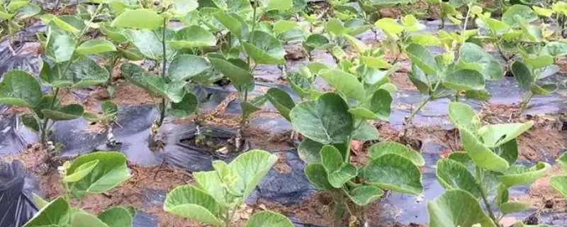 果树苗木的繁殖方法，可嫁接繁殖、分株繁殖等